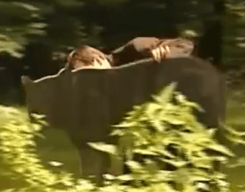 Grin and Bear&nbsp;It